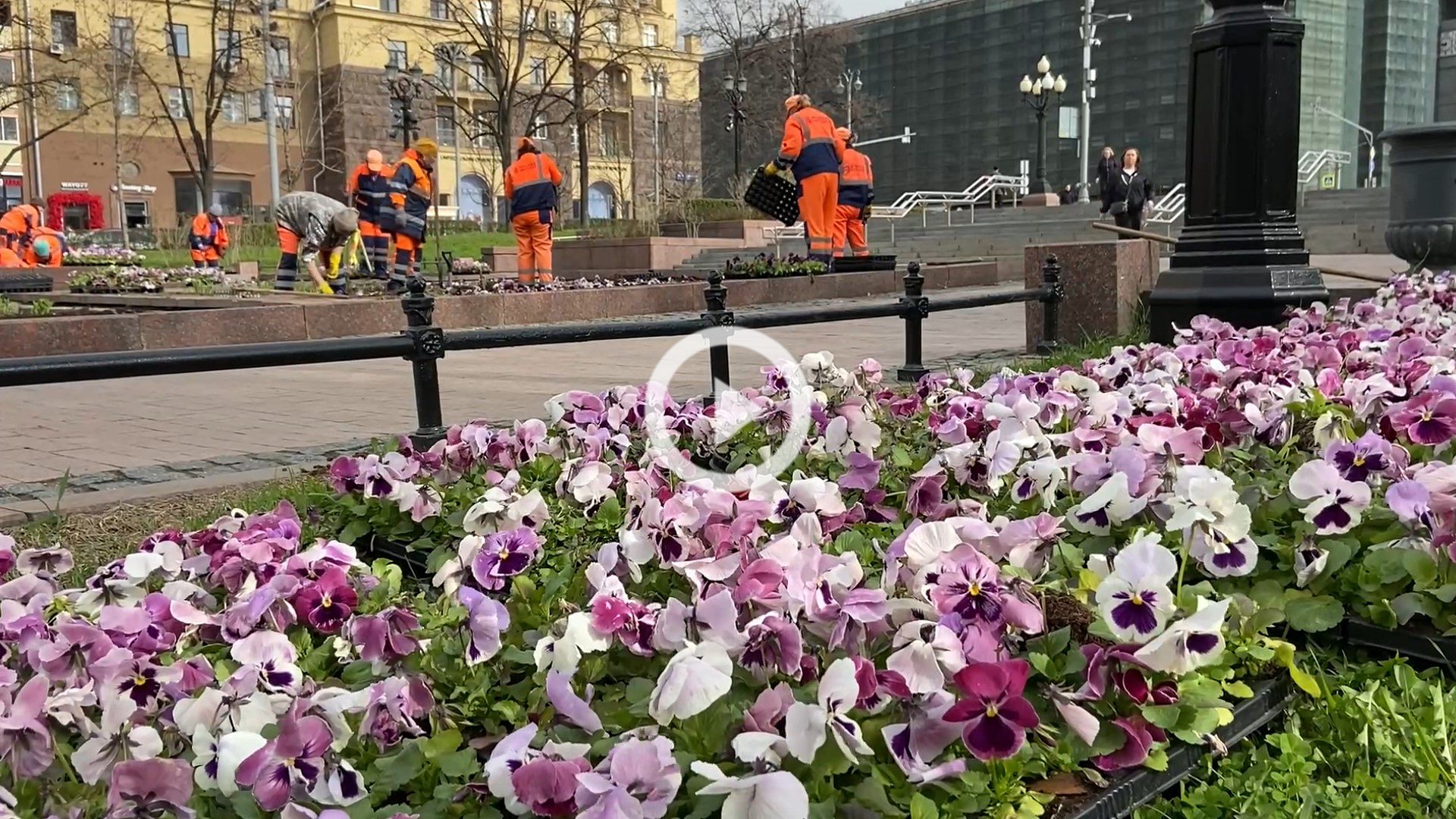 Виола украсила московские клумбы и магистрали