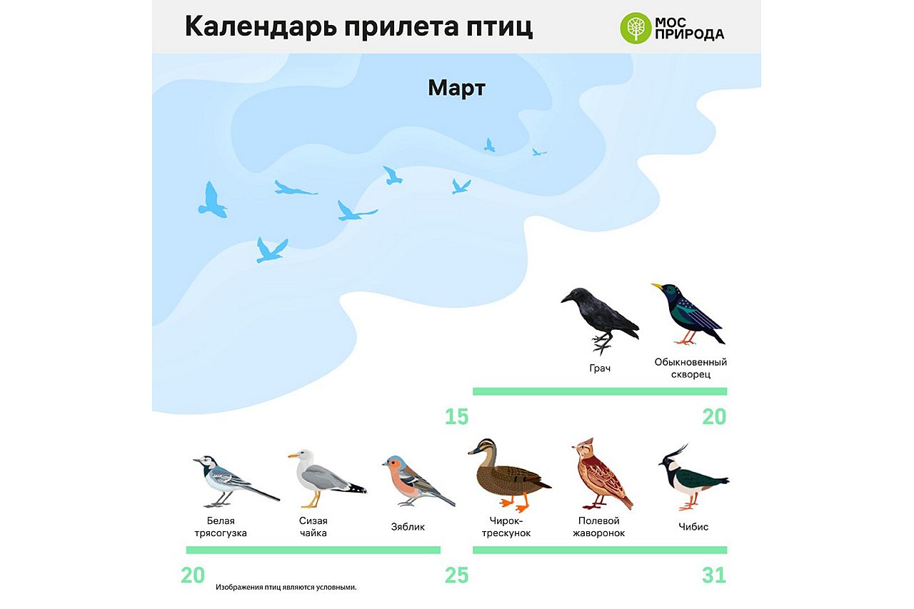 перелетные птицы тверской области фото с названиями