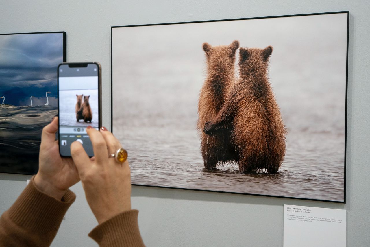 Фотовыставка золотая черепаха. Выставка фотографий диких животных в Москве. Золотая черепаха 2021. Фотографии с выставки Золотая черепаха 2021.